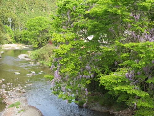 Wisteria floribunda