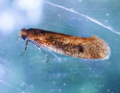Tinea carnariella