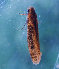 Tinea carnariella