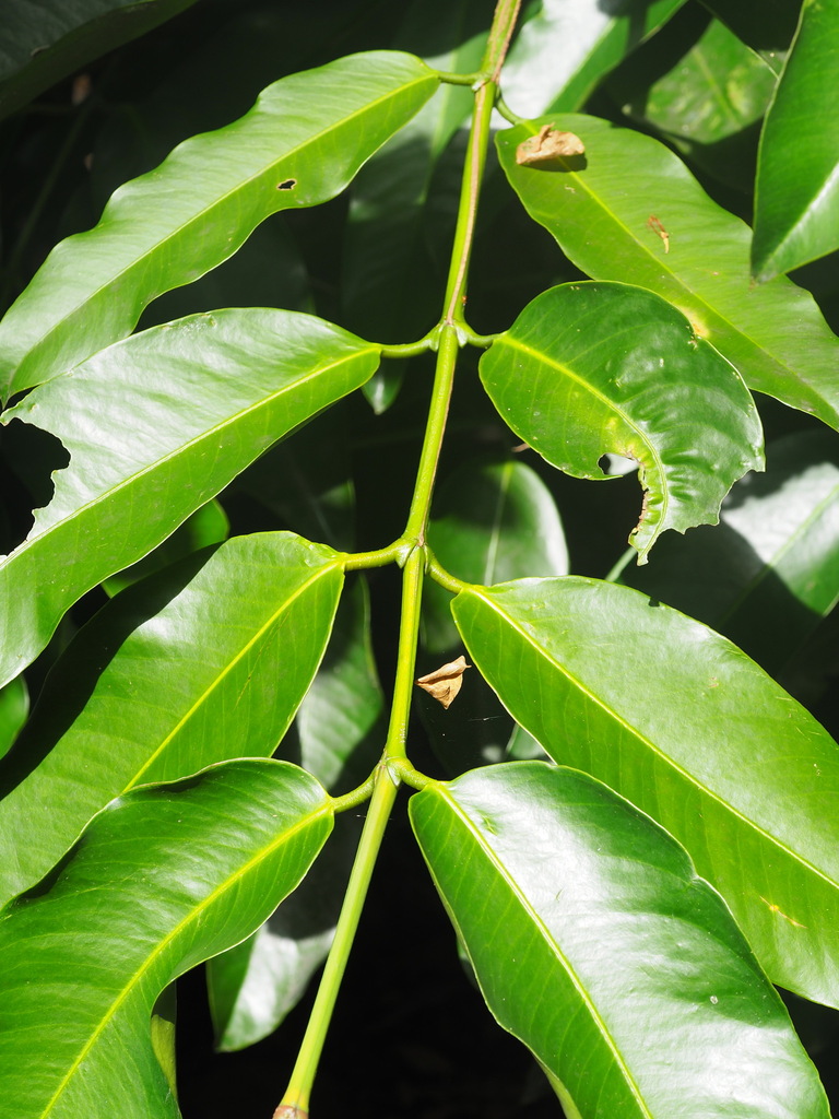 Garcinia dulcis (Garcinia dulcis)