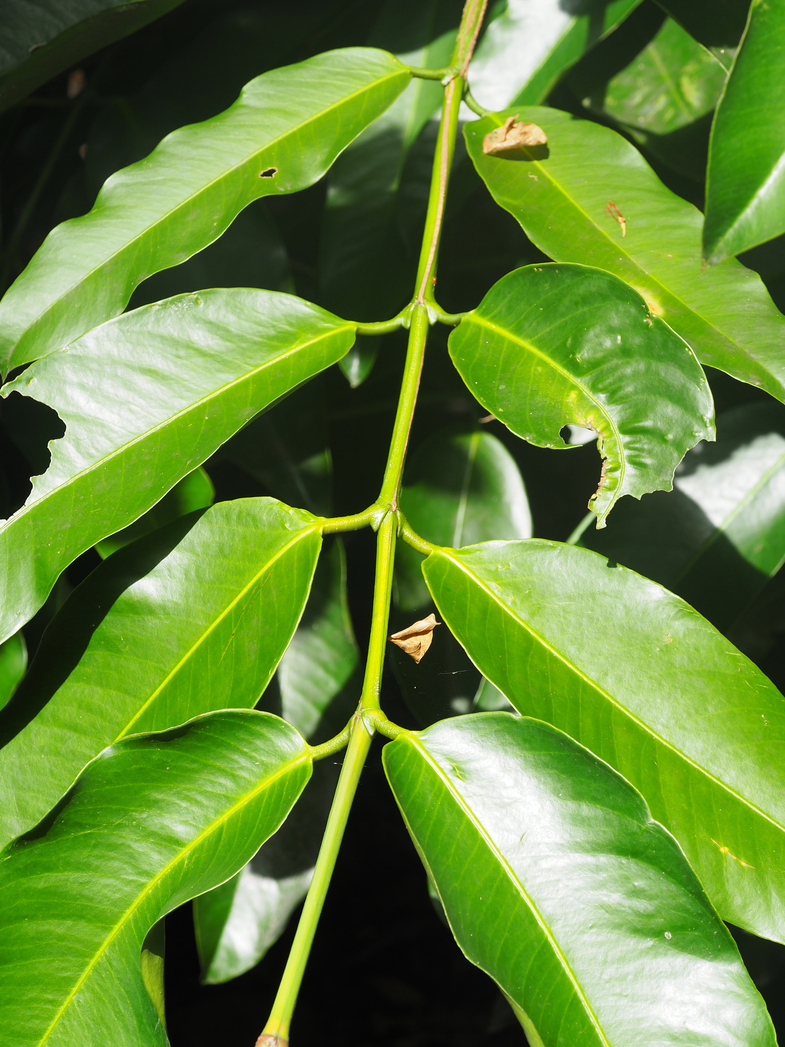 Garcinia dulcis