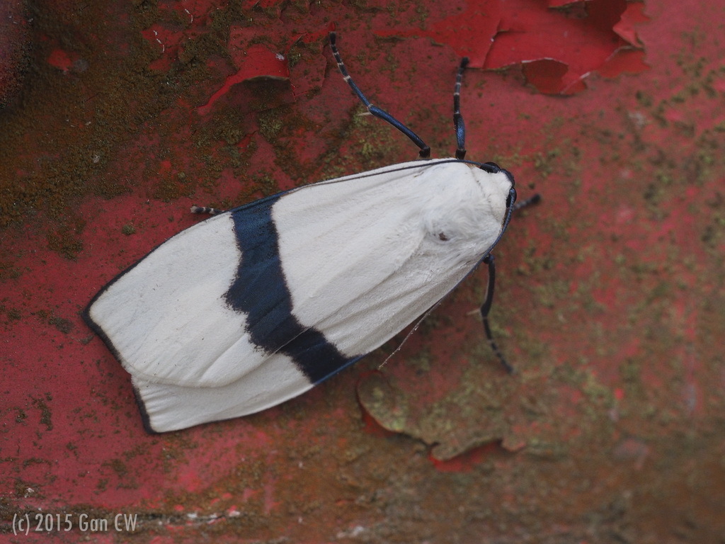 Vamuna alboluteola