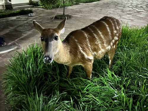 Forest Sitatunga