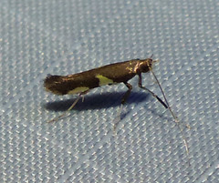 Caloptilia umbratella