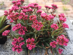 Crassula exilis