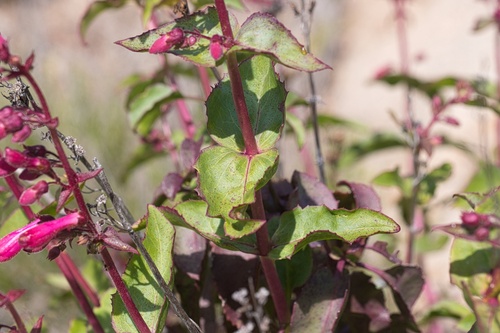 Image of Penstemon clevelandii by (c) Madeleine Claire, some rights reserved (CC BY)