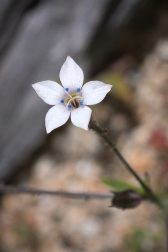 Image of Saltugilia latimeri by (c) Madeleine Claire, some rights reserved (CC BY)
