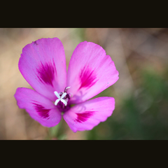 Clarkia gracilis sonomensis