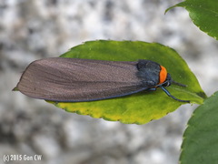 Macrobrochis borneensis