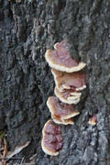 Ganoderma sessiliforme