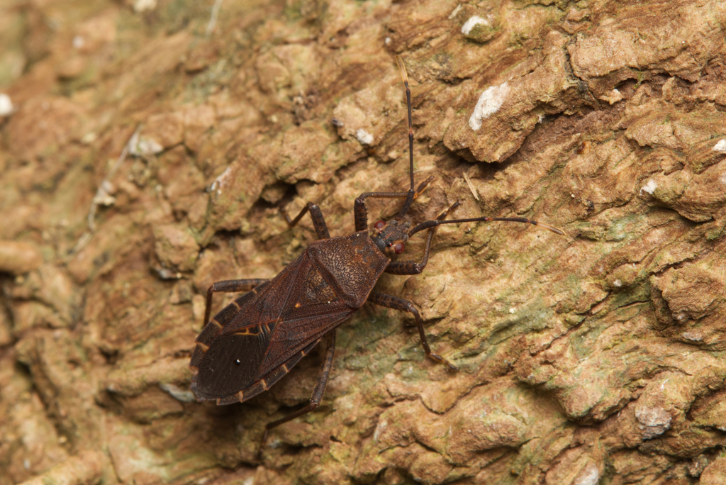 Woodwardhygia
