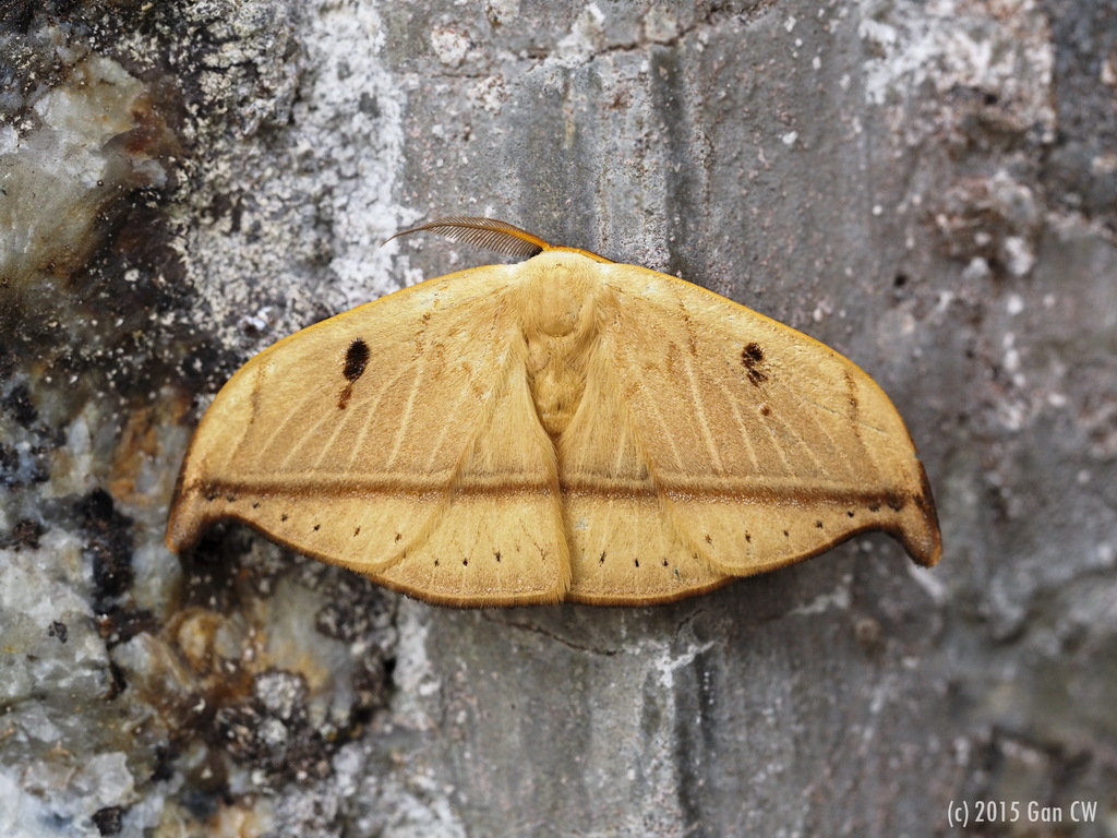 Callidrepana argenteola