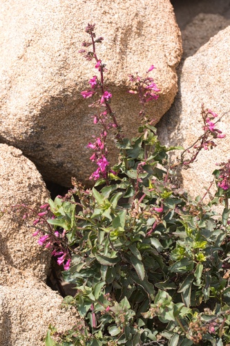 Image of Penstemon clevelandii by (c) Madeleine Claire, some rights reserved (CC BY)