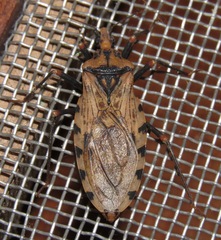 Panstrongylus geniculatus