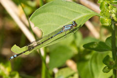 Enallagma novaehispaniae