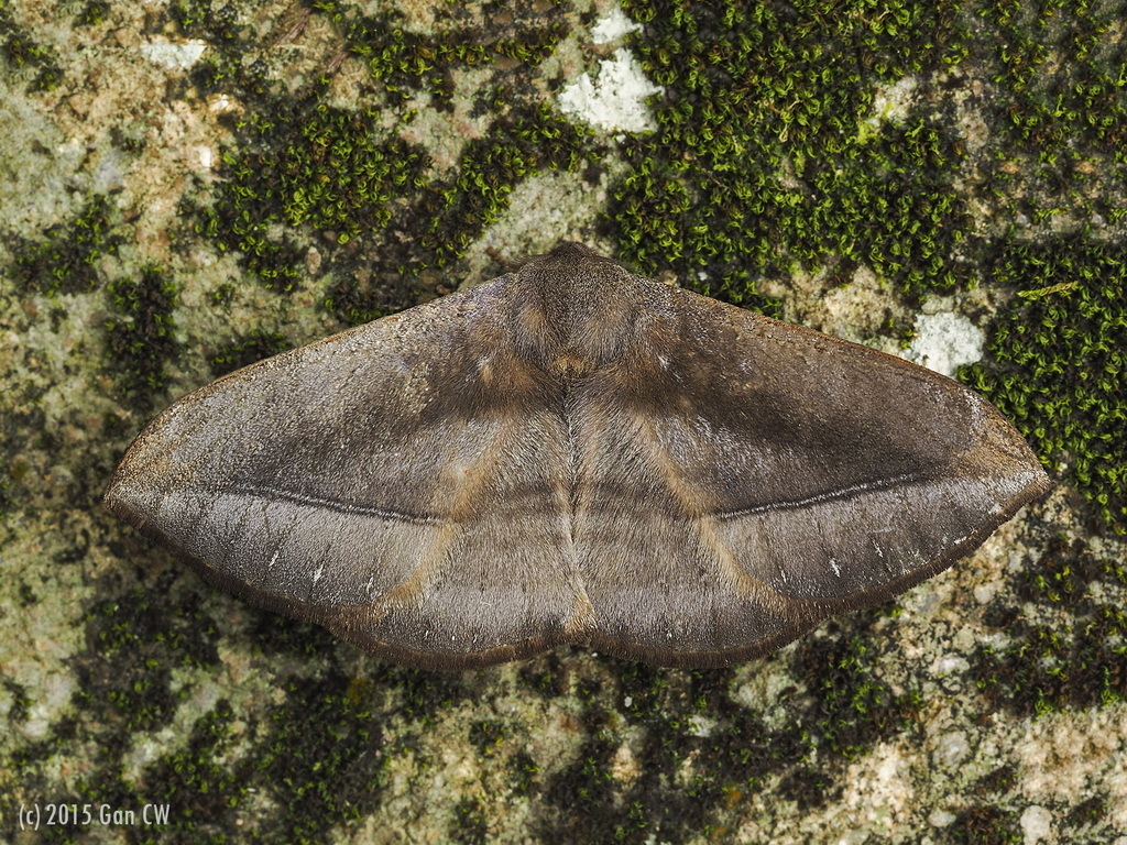 Ganisa similis
