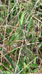 Erythrodiplax avittata