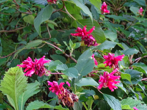 Image of Salvia wagneriana by (c) Alexis López Hernández, some rights reserved (CC BY)