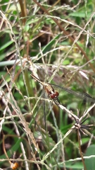 Erythrodiplax avittata