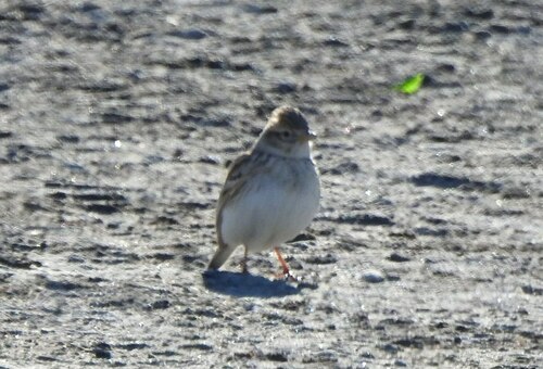 Asian Short-toed Lark (Alaudala cheleensis), photo 10