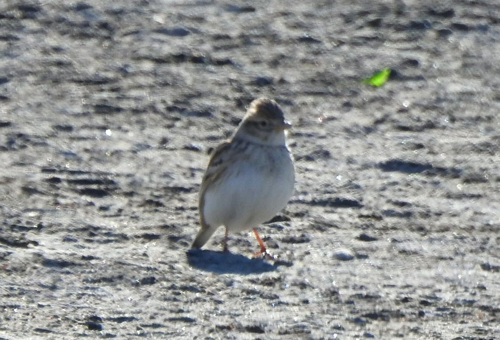 Asian Short-toed Lark