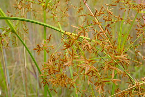 Cyperus haspan iNat (2)