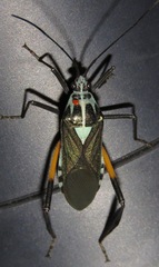 Plaxiscelis mirifica