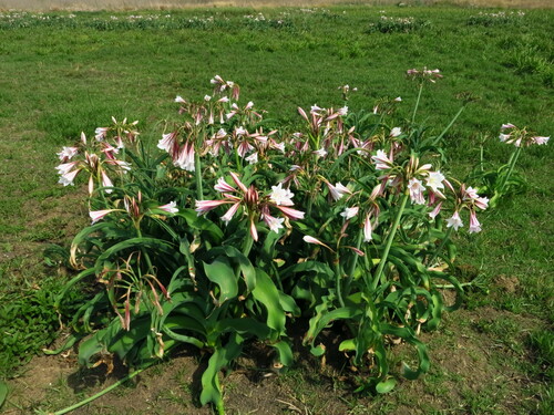 Image of Crinum bulbispermum by no rights reserved