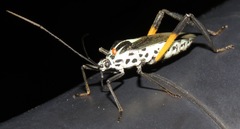 Plaxiscelis mirifica