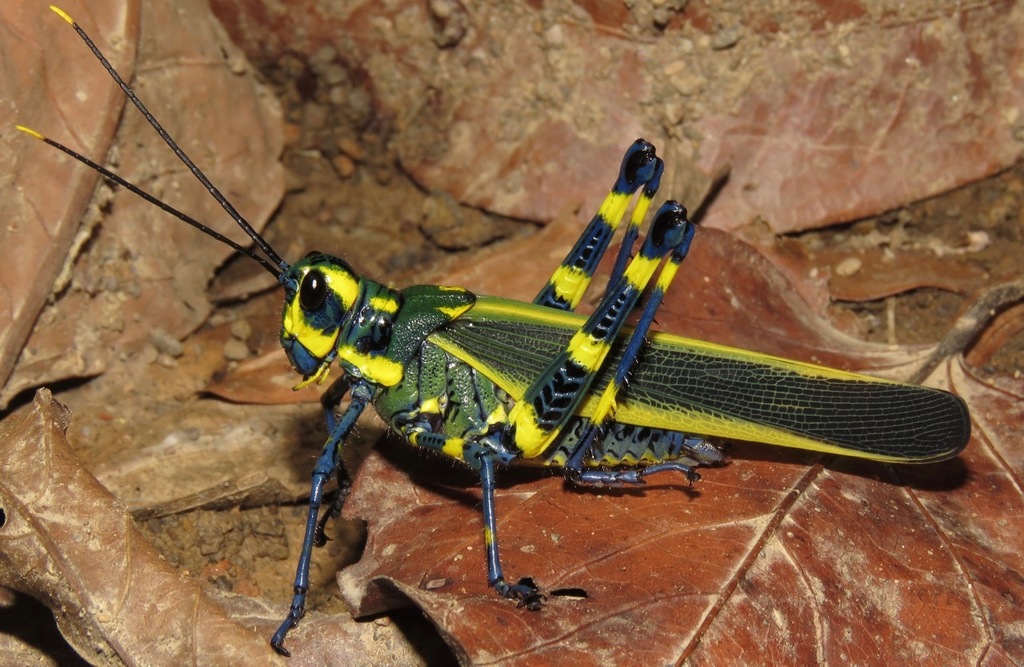 Chromacris peruviana