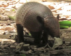 Euphractus sexcinctus