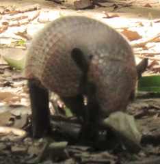 Euphractus sexcinctus