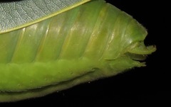 Steirodon