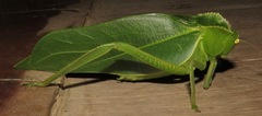 Steirodon