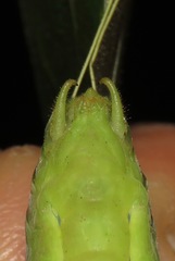Steirodon