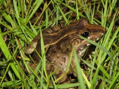 Leptodactylus macrosternum
