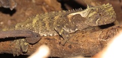 Enyalioides