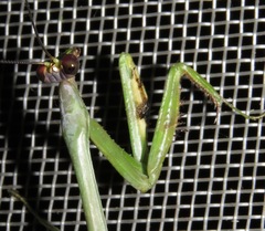 Stagmatoptera supplicaria
