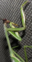 Stagmatoptera supplicaria