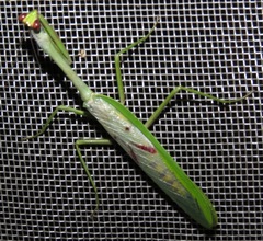 Stagmatoptera supplicaria