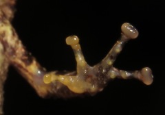 Pristimantis ventrimarmoratus