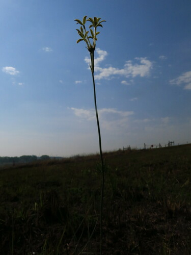 Image of Kohautia amatymbica by no rights reserved