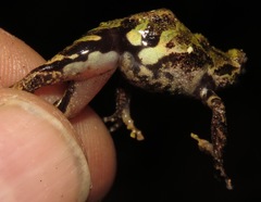 Pristimantis ventrimarmoratus