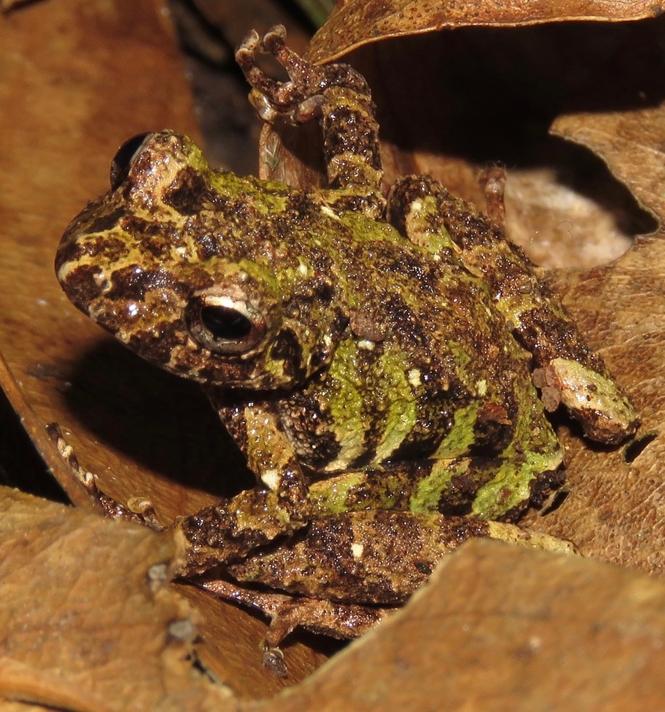 Marbled Rain Frog