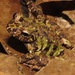 Marbled Rain Frog - Photo (c) Rich Hoyer, some rights reserved (CC BY-NC-SA), uploaded by Rich Hoyer