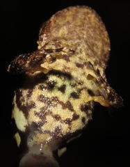 Pristimantis ventrimarmoratus