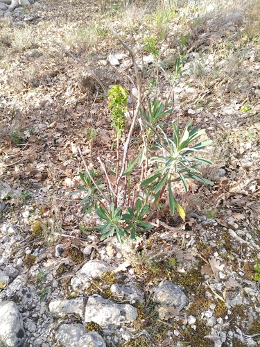 Euphorbia characias