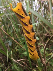 Acherontia