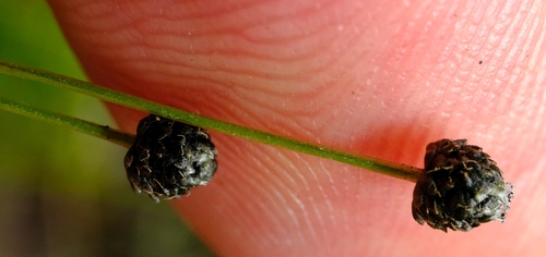 Eriocaulon angustibracteum