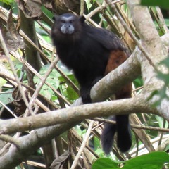 Saguinus weddelli weddelli